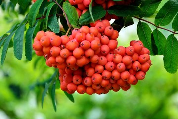 Bunch of bright red rowan in the garden close-up