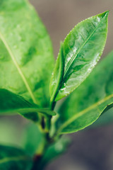 Green tea leaves in a tea plantation in morning. Macro photography.