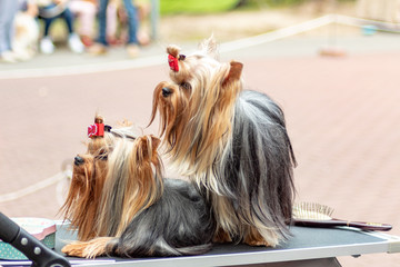 Two dogs Yorkshire terrier on dogs exhibition.