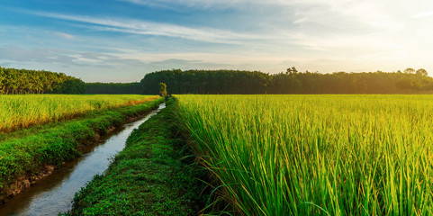 Rice field panorama with sunrise or sunset in moning light