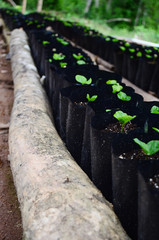 Rows of coffee seedlings growing in bags. Young coffee trees growing, Puerto Rico coffee farm. Healthy seedlings taking root in fertile soil. Baby coffee tree. Small seedlings in grow bags. 