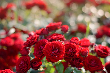 Red roses blooming background. Red roses bush in sunlight closeup