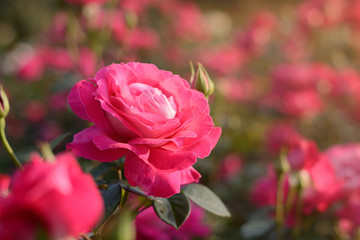 Pink rose blossoming flower bud closeup on sunset on blurred field of roses natural background