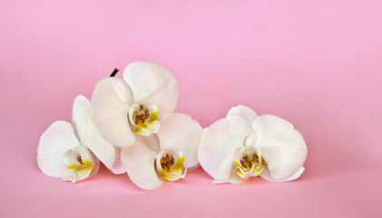 Obraz na płótnie Canvas Beautiful flowers white orchids on a pink paper background with space for text