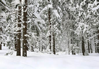 Landscape of winter fir forest in snow