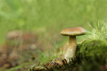 Steinpilz - Boletus