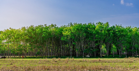 Fototapeta na wymiar Panorama plantation tree rubber or latex tree rubber in southern Thailand