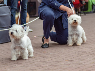2 Dogs west highland white terriers on dogs exhibition 