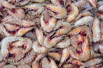 Sea fresh shrimps at street market in Thailand. Seafood concept.