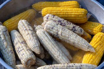 Boiled white and yellow corn for sale on street food market in Thailand , closeup