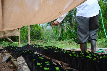 Puerto Rican coffee farmer watering coffee seedlings. Rows of coffee trees getting watered on a summer day. Puerto Rico farm, organic farming, baby coffee trees in grow bag. 