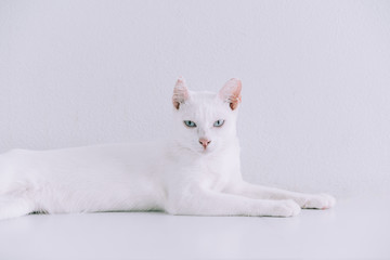 Portrait of Pure White Cat lying down on floor at home with white.