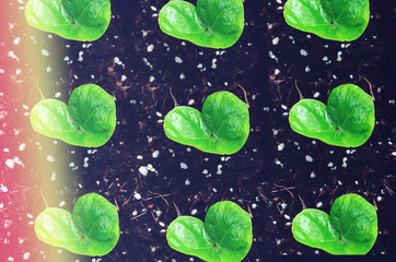 Pattern of Coffee Tree Seedlings in the ground. Cute and charming coffee trees lined up. Coffee Tree mock up great for backgrounds. Vintage style editing. 