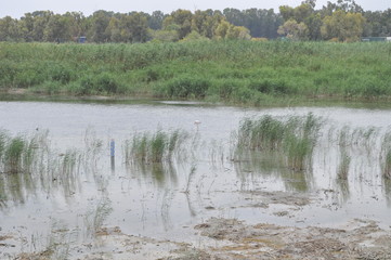 The beautiful bird Flamingo in the natural environment in Lady's Mile Limassol