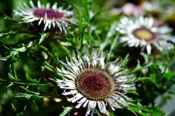 Silberdistelblüten