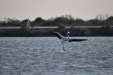 The beautiful bird Flamingo in the natural environment in Lady's Mile Limassol