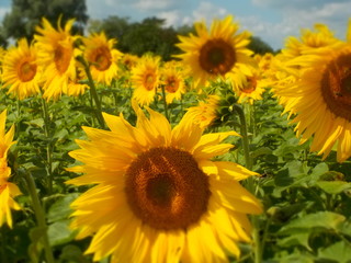 Sonnenblumen verträumt