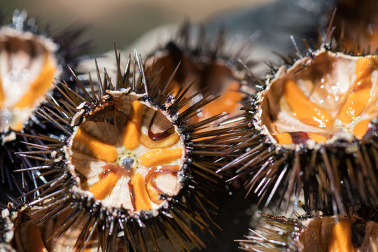Fresh sea urchins, ricci di mare, on a rock, close up. A typical dish of Salento, Puglia, is eaten raw with bread, seafood background