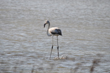 The beautiful bird Flamingo in the natural environment in Lady's Mile Limassol