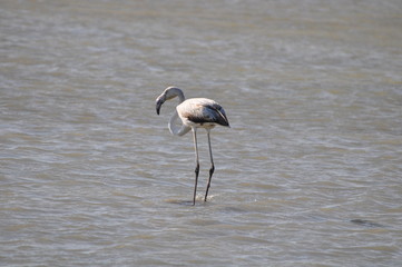 The beautiful bird Flamingo in the natural environment in Lady's Mile Limassol