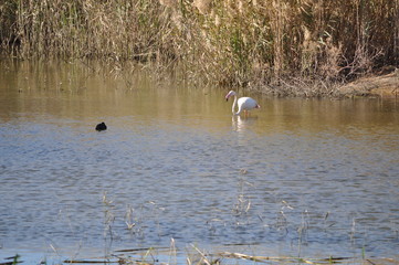 The beautiful bird Flamingo in the natural environment in Lady's Mile Limassol