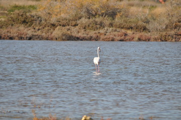 The beautiful bird Flamingo in the natural environment in Lady's Mile Limassol