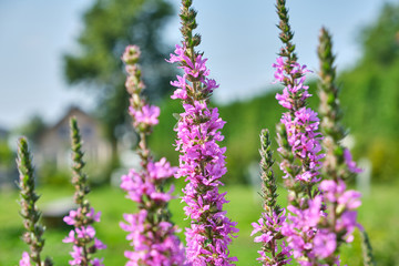 Pink purple Loosestrife flowers in the garden
