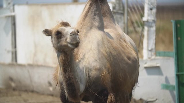 portrait of a camel standing
