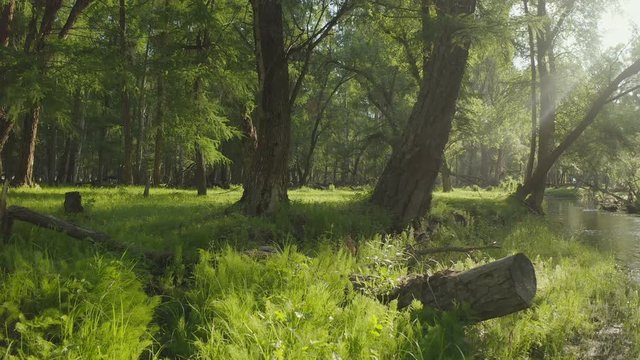 Aerial shot forest river national park Europe morning sun epic landscape