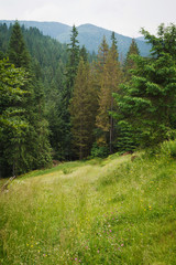 Fototapeta na wymiar Coniferous forest in the mountains, Carpathian Mountains, Ukraine.