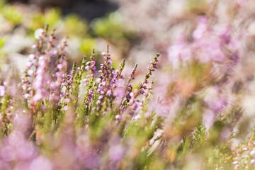 blooming calluna lit with the sunlight