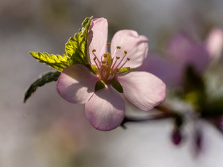 Сherry blossom, macro, spring 
