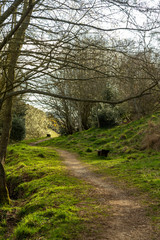 Fototapeta premium Spring season in Scotland, Lauder. Walkaway into silver tree forest.