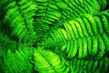 Green fern leaves.