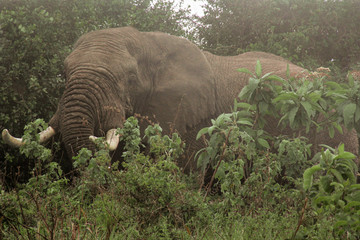 Large male elephant hiding in the bushes on the Ngorongoro crater rim
