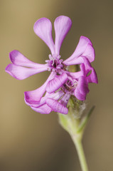 Silene colorata Pink Pirouette herbaceous plant with beautiful pink flowers of cerulean appearance