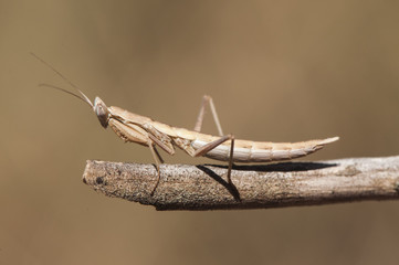 Ameles species, small praying mantis barely three centimeters long perched on a stick