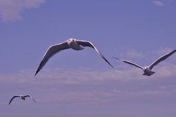 Obraz premium The beautiful bird European herring gull (Larus argentatus) in the natural environment