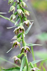 Breitblättrige Stendelwurz, Blüten