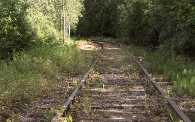 train tracks pass through the forest