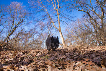 The exploring dog in Fall