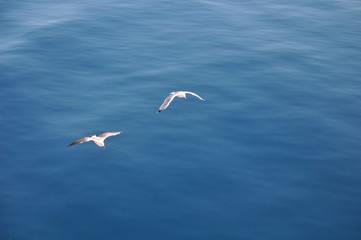 The beautiful bird European herring gull (Larus argentatus) in the natural environment