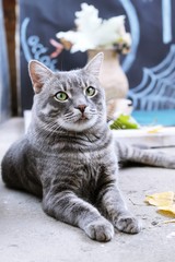 Gray young cat with green eyes on a background of Halloween decor, autumn season