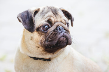 Obraz premium Portrait of a bulldog puppy with serious facial expression. Beware, there is an evil dog in the yard_