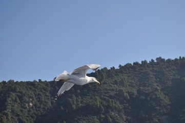 Fototapeta na wymiar The beautiful bird European herring gull (Larus argentatus) in the natural environment