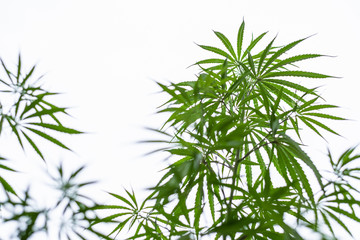 Fototapeta na wymiar Marijuana plant against white sky with copy space