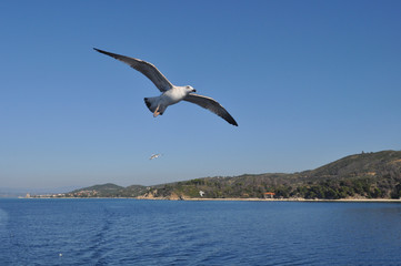The beautiful bird European herring gull (Larus argentatus) in the natural environment