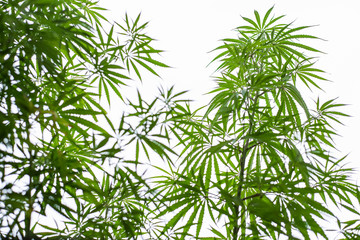 Fototapeta na wymiar Marijuana plants against white sky with copy space