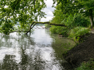 cloudy morning without sun. calm lake, beautiful branches curved into the water, green grass on the lake shore