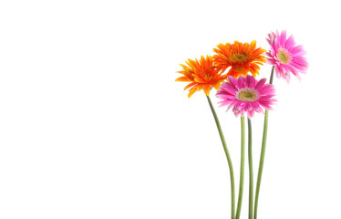 Abstract of colorful gerbera